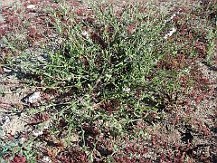 silene gallica